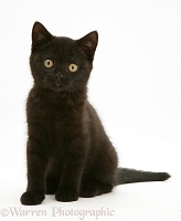 Black British Shorthair kitten