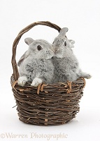 Silver baby rabbits kissing in a wicker basket