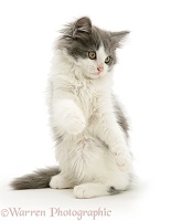 Grey-and-white kitten