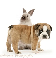 Bulldog pup and colourpoint rabbit