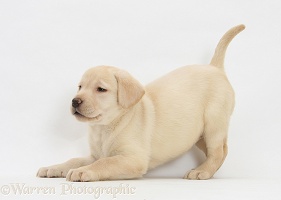 Yellow Labrador pup, 7 weeks old, in play-bow
