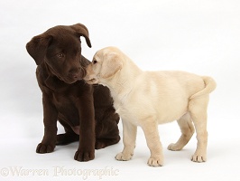 Yellow and Chocolate Labrador Retriever pups