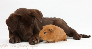 Chocolate Labrador pup and red Guinea pig