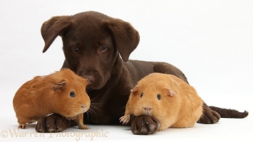 Chocolate Labrador pup and red Guinea pigs