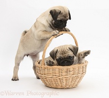 Fawn Pug pups, 8 weeks old, playing with a wicker basket