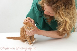 Vet examining a ginger kitten's ear