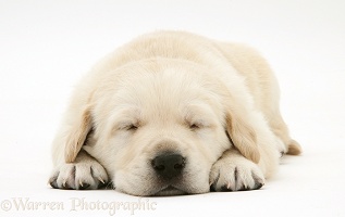 Cute sleepy Yellow Goldador Retriever pup