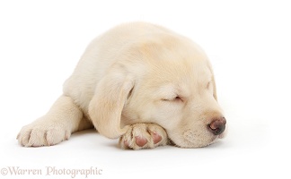 Sleeping Yellow Labrador Retriever pup, 8 weeks old
