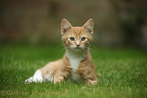 Ginger kitten lounging on a lawn