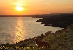 Border Collie on the coast at sunset