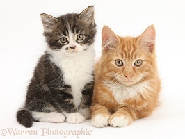Ginger and Tabby-and-white kittens