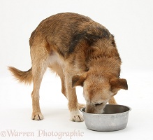Dog eating her food