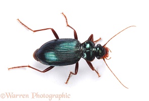 Green ground beetle