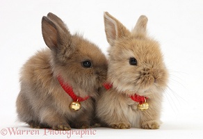 Two baby Lionhead-cross bunnies wearing bells