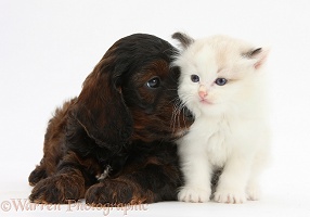Cockapoo pup and Ragdoll-cross kitten
