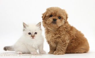 Peekapoo pup and white kitten