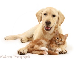 Yellow Labrador pup and ginger kitten