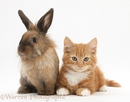 Ginger kitten and young Lionhead-cross rabbit