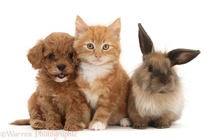 Ginger kitten with Cavapoo pup and Lionhead rabbit