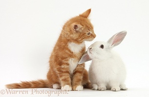 Ginger kitten and young white rabbit