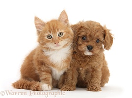 Cavapoo pup and ginger kitten