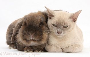 Sleepy young Burmese cat and Lionhead rabbit