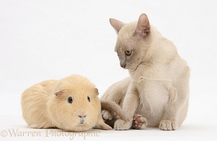 Young Burmese cat and Guinea pig