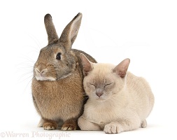 Sleepy young Burmese cat and agouti rabbit
