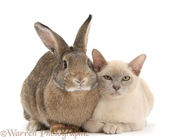 Young Burmese cat and agouti rabbit
