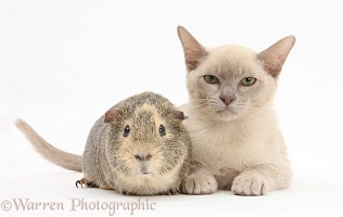 Young Burmese cat and Guinea pig