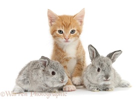 Ginger kitten, 7 weeks old, and baby silver Lop rabbits