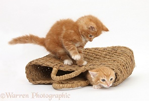 Ginger kittens playing in a raffia bag