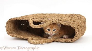 Shy ginger kitten peeping out of raffia handbag