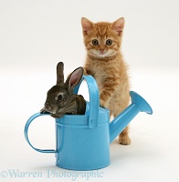 Ginger kitten with rabbit in a toy watering can