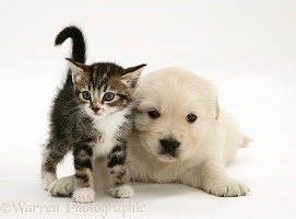 Tabby kitten and Golden Retriever pup