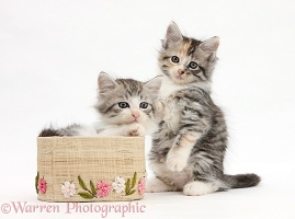 Maine Coon-cross kittens, 7 weeks old, with a basket