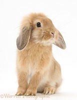 Young Sandy Lop rabbit