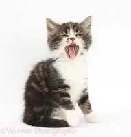 Tabby-and-white kitten yawning