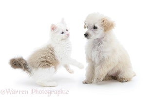 Miniature Apricot Poodle pup and playful kitten