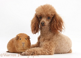 Red toy Poodle dog and red Guinea pig