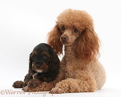 Red toy Poodle dog Cockapoo pup