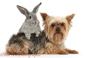 Yorkie and young rabbit