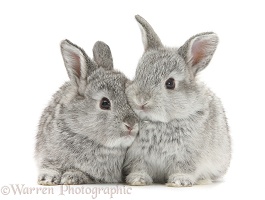 Two baby silver rabbits