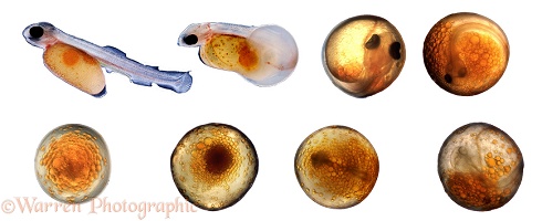 Development of trout egg series