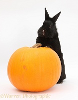 Black rabbit and pumpkin