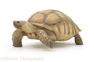 African Giant Tortoise