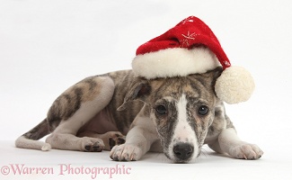 Brindle-and-white Whippet pup wearing a Santa hat