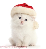 White kitten wearing a Santa hat