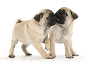 Two Pug pups, mouth wrestling