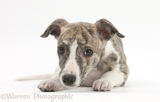 Brindle-and-white Whippet pup